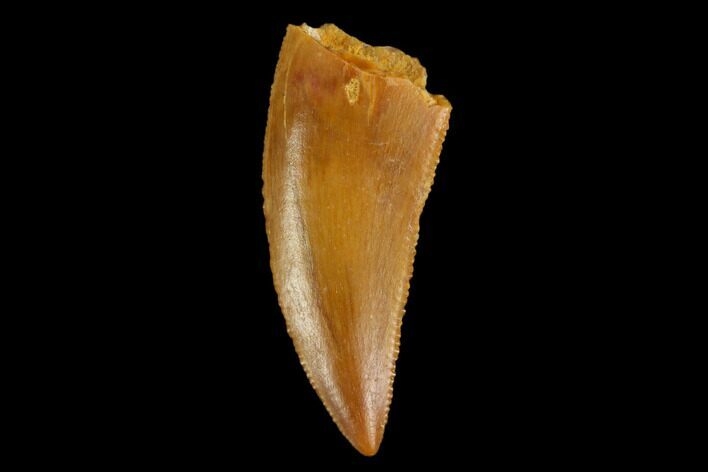 Serrated, Raptor Tooth - Real Dinosaur Tooth #124858